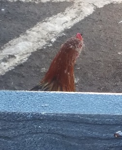 chicken under table